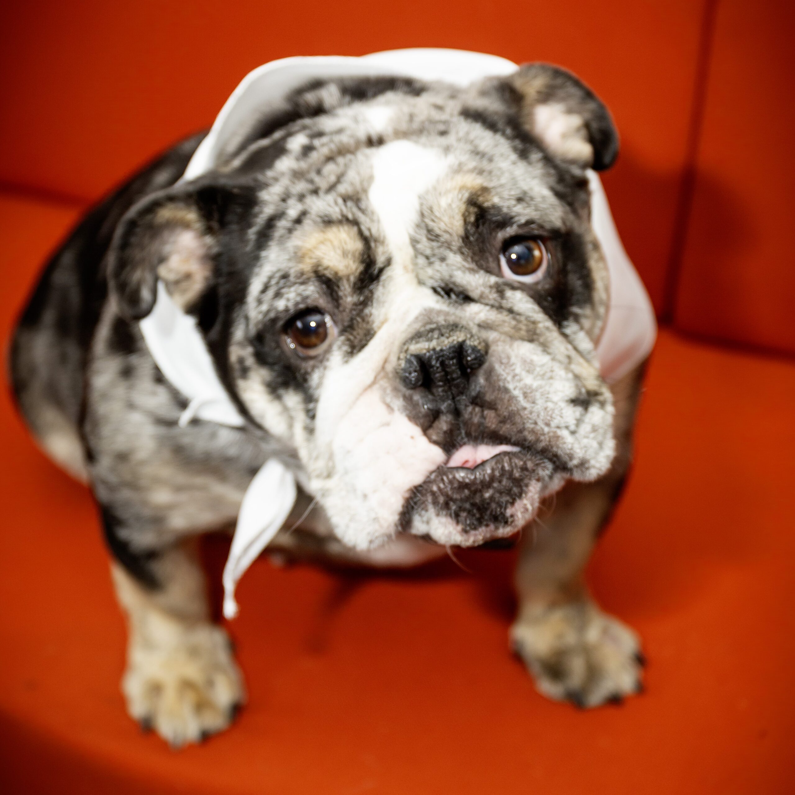 Portrait of JoJo, Office Mascot at VIAS Scotland